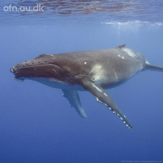 Med havets kæmper på jagt. 'Offentlige foredrag i Naturvidenskab' og 'Aarhus Universitet'. Foto: Charles J.
