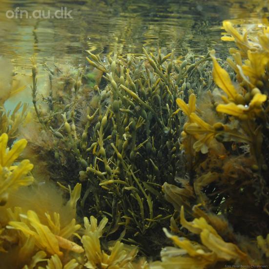 Tang. 'Offentlige foredrag i Naturvidenskab' og 'Aarhus Universitet'. Foto: Peter Bondo Christensen.