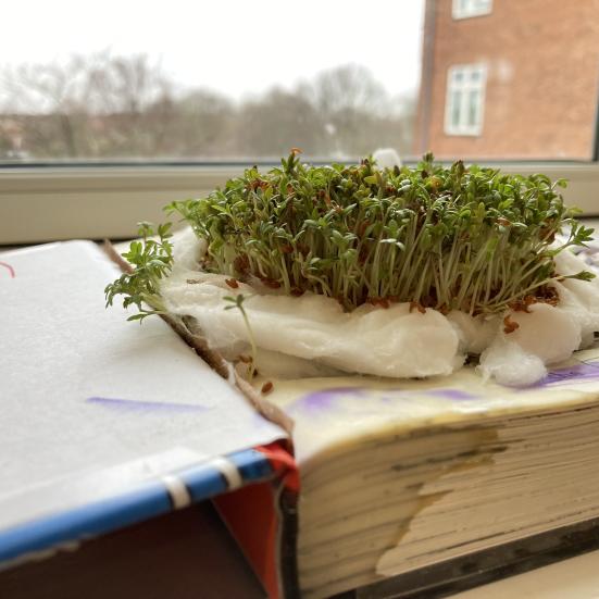 Vi planter karse i en bog