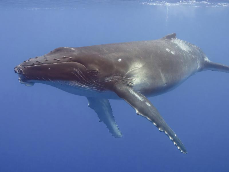 Med havets kæmper på jagt. 'Offentlige foredrag i Naturvidenskab' og 'Aarhus Universitet'. Foto: Charles J.