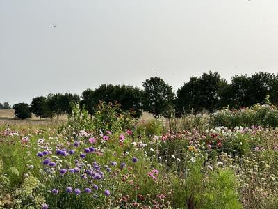 Blomsterdyrkning og skærehaver